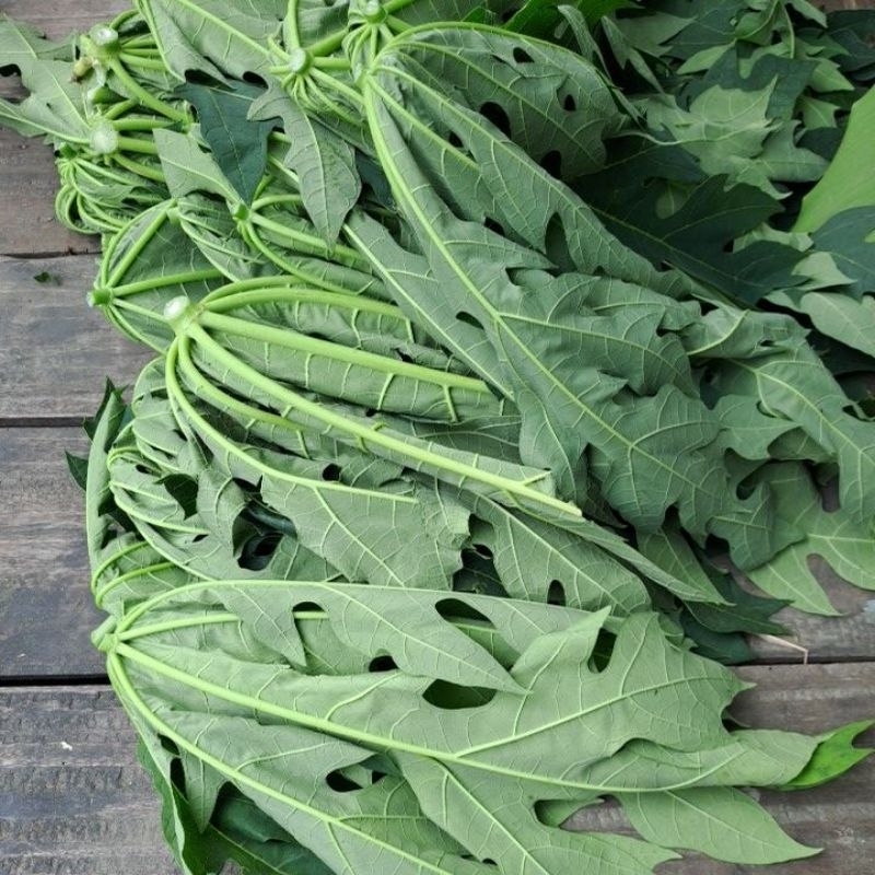 

daun pepaya muda