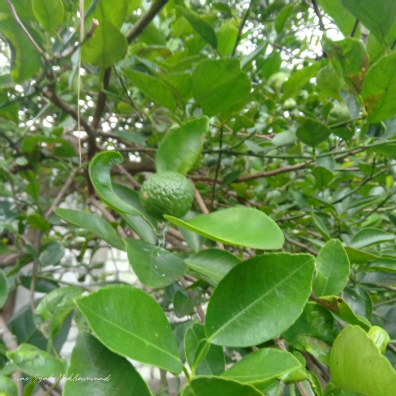 

jeruk sambal/jeruk limau (bukan jeruk songkit)