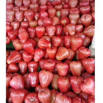 

Jambu Citra