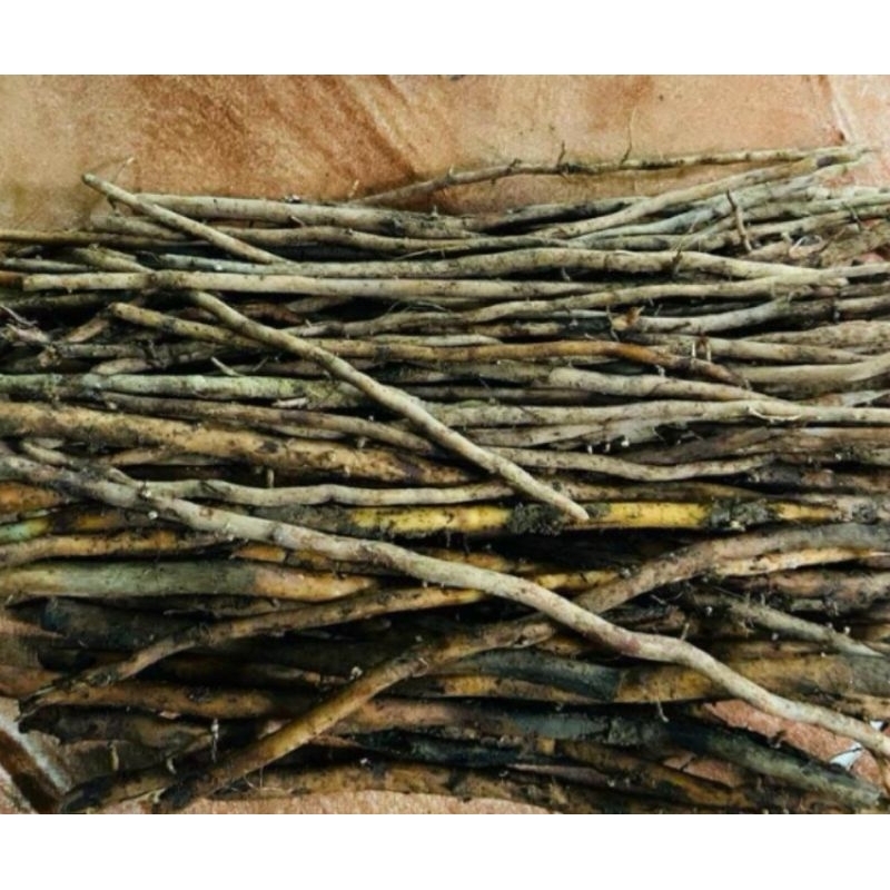 

Akar salak segar akar pohon salak 200 gram