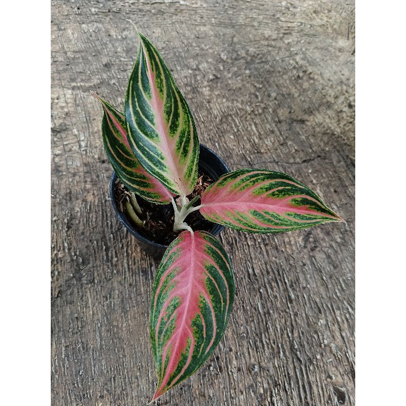 Aglonema Anakan Pink Sunset Daun 3/4