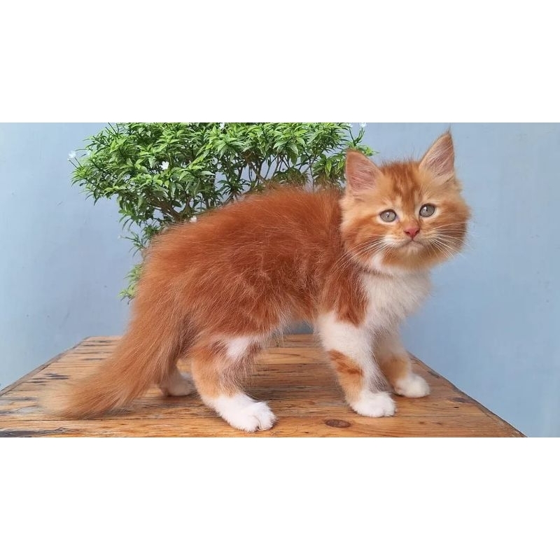 KUCING PERSIA MEDIUM BETINA 2 BULAN OREN PUTIH
