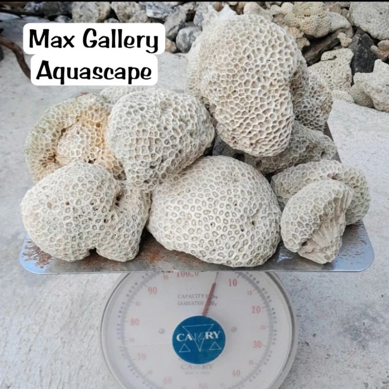 aquarium Aquascape batu karang laut karang kancing kemasan 1 karung isi 15KG