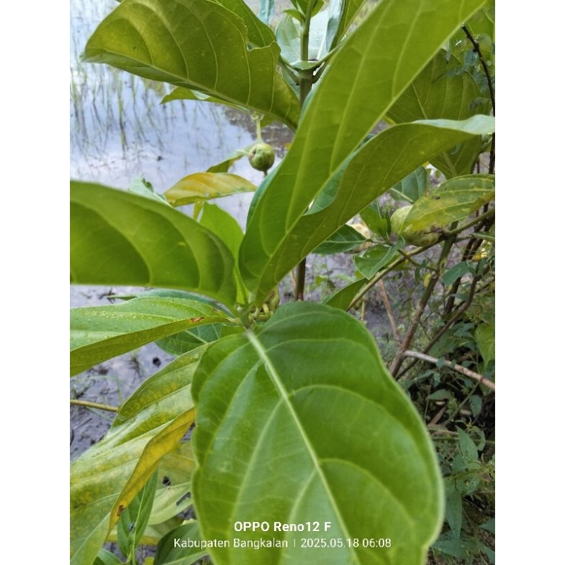 

DAUN MENGKUDU MINUMAN HERBAL