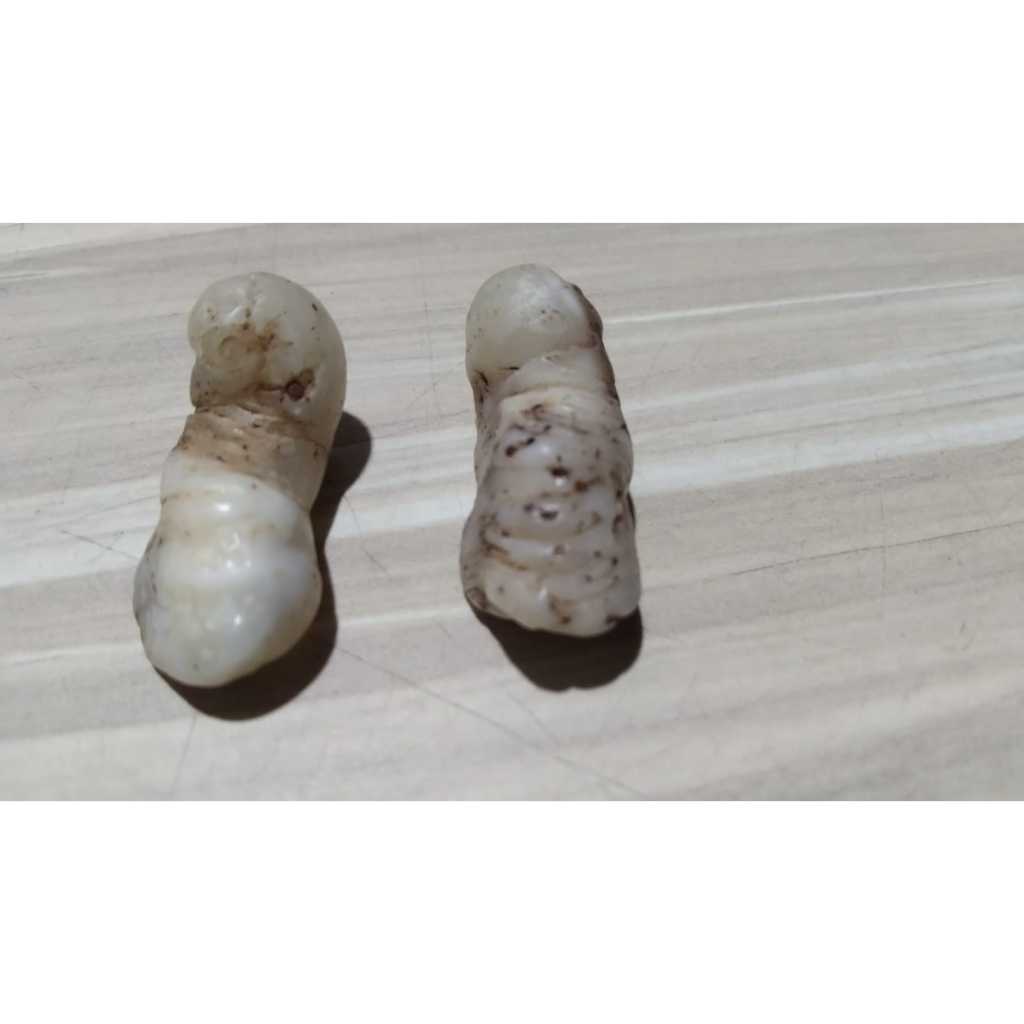 Mustika Fosil Keong Buntet Kuno Jadul Antik