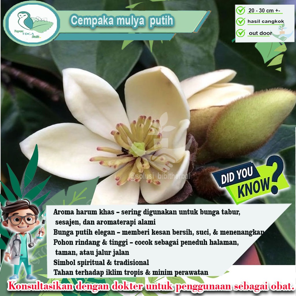 Cempaka Mulya Putih – Bunga Harum dengan Keindahan yang Mewah