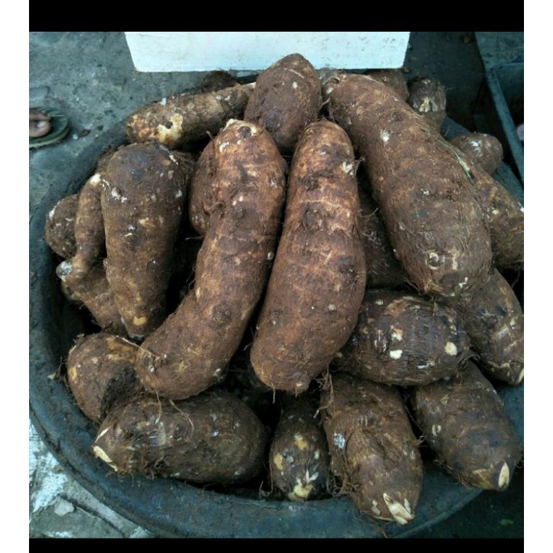 

ubi talas dadakan khas bandung asli 1kg