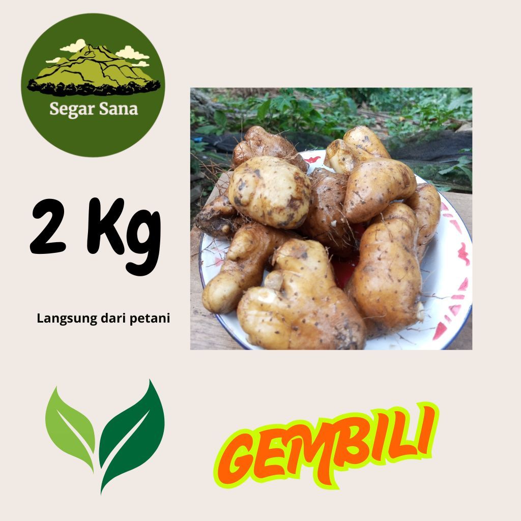 

PROMO (LIVE) GEMBILI KETAN MANIS DAN PULEN 2 Kg