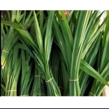 

Daun Pandan Segar Perikat