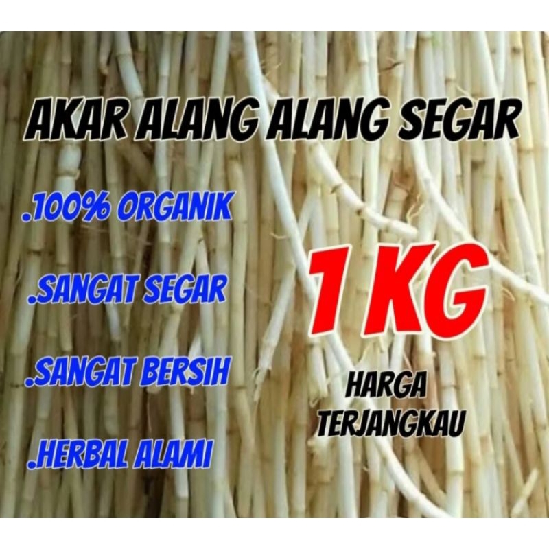 

Akar alang alang segar 1 kg