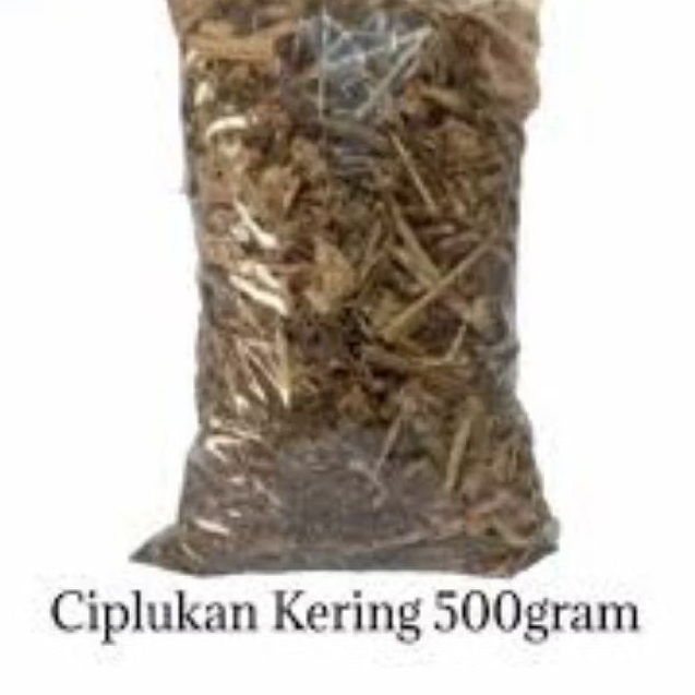 

Daun Batang Ciplukan Cacah Kering 500 Gram