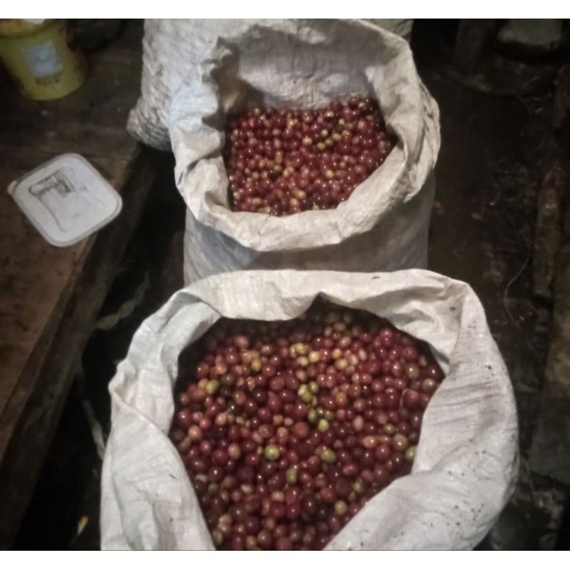 

Biji kopi segar kualitas super