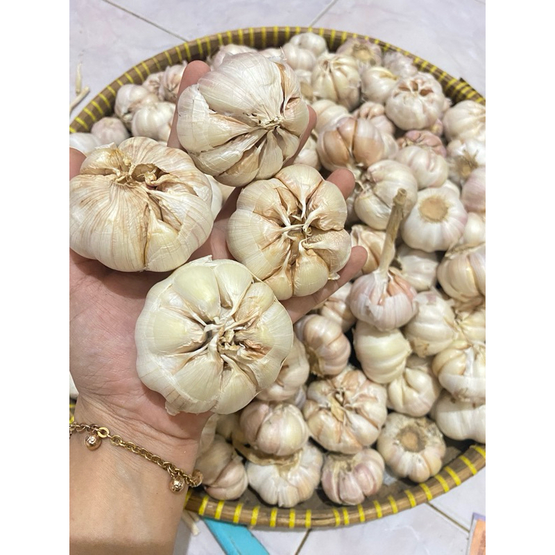 

Bawang Putih Sinco