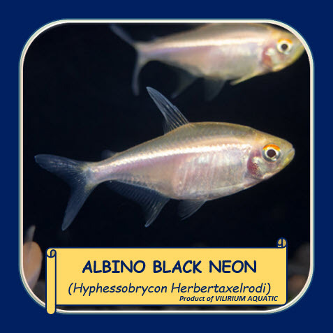 IKAN HIAS AIR TAWAR - BLACK NEON TETRA ALBINO / ALBINO BLACK NEON TETRA / TETRA BLACK NEON ALBINO
