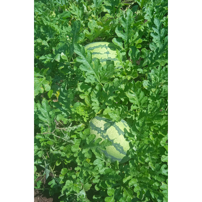 Alltechshop_ Benih Semangka Hybrid F1 Nike F1 10 Gram Cap Benih Prima Besar & Tahan Pecah Sekelas