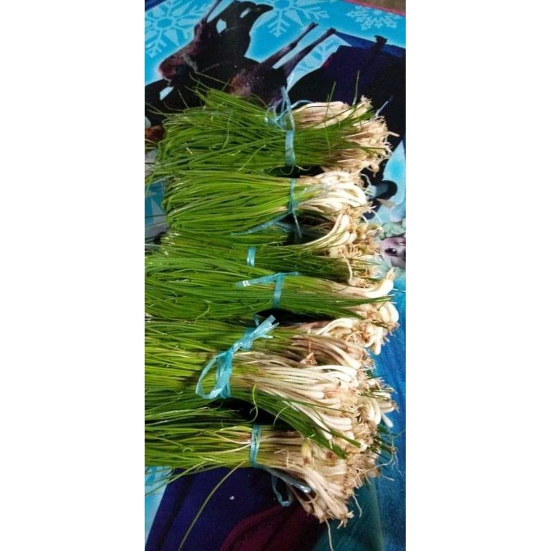

Bawang kucai daun bawang kuncai segar 250gram