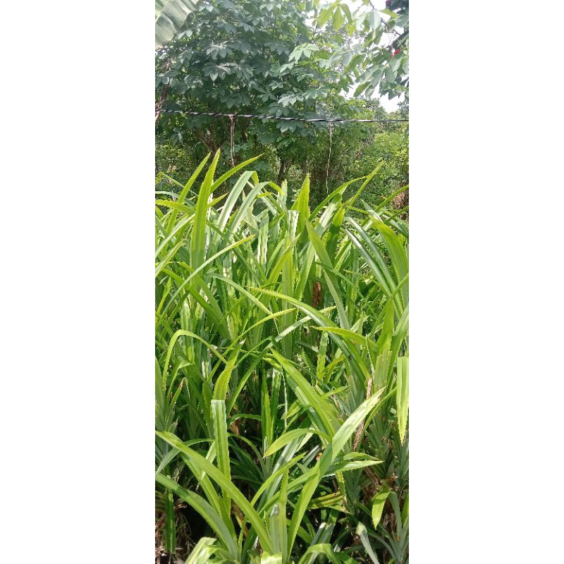 

daun pandan wangi[10 lembar /15 lembar