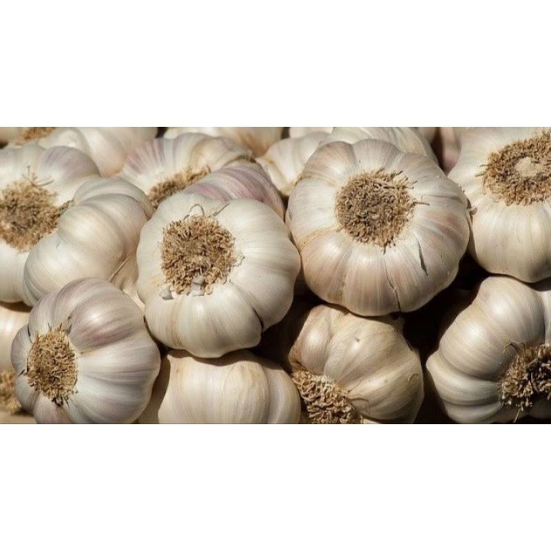 

bawang putih besar berat 1 kg
