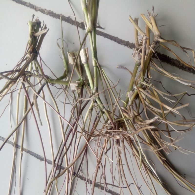 

akar alang-alang per 500gram obat herbal alami