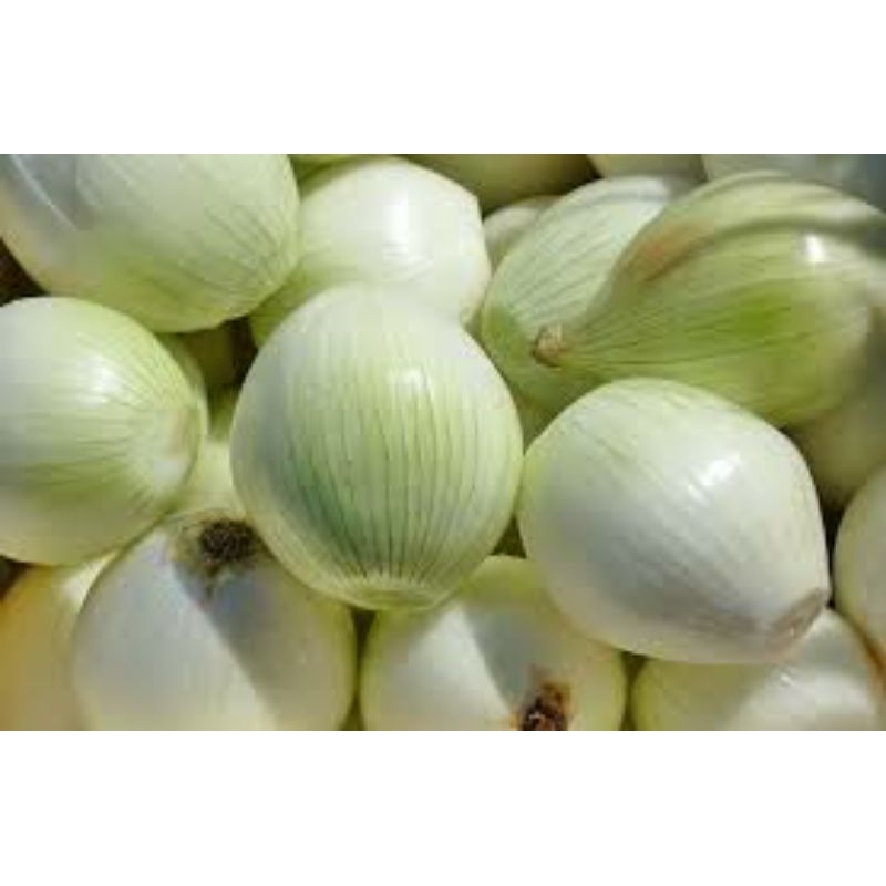 

Bawang Bombay kupas Rp 15,000 / 500 gr.