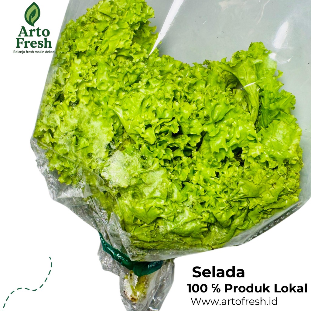 

Selada Keriting Segar ArtoFresh