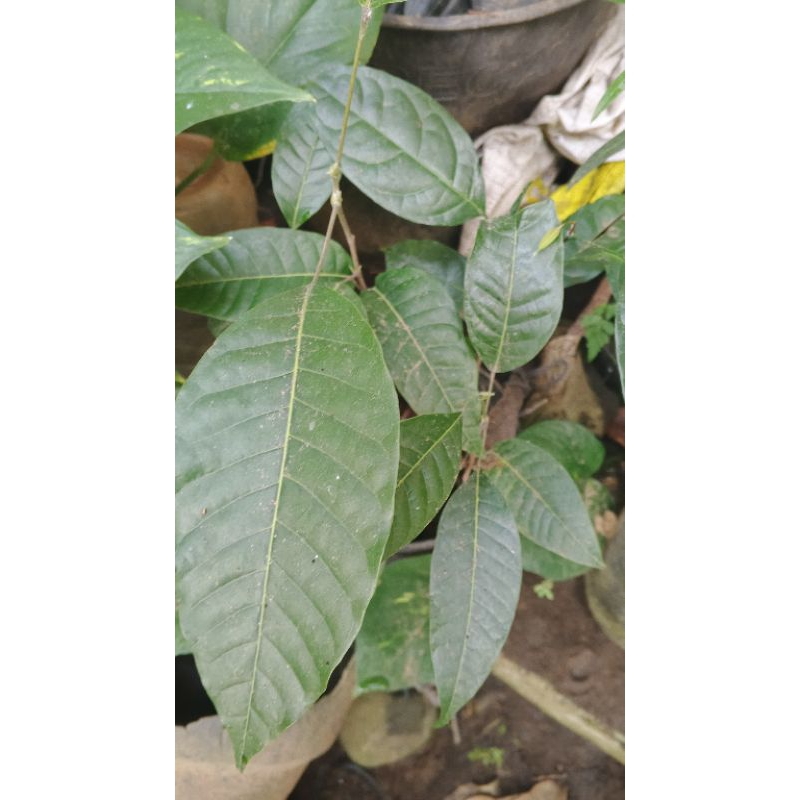 bibit pohon kenari jawa