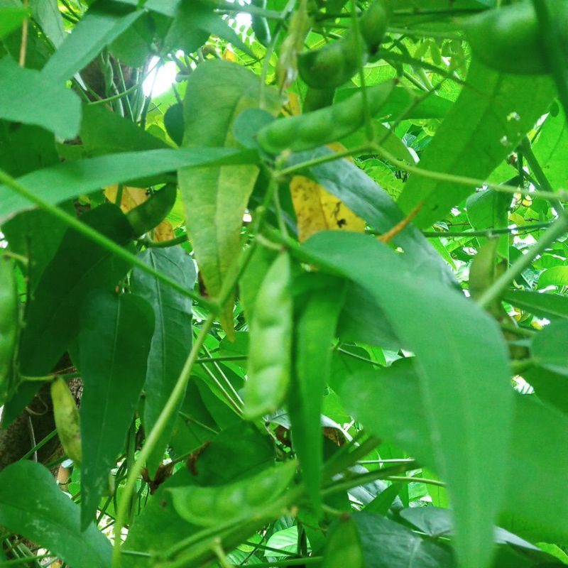 

Sayur koro minthi segar 500 gr