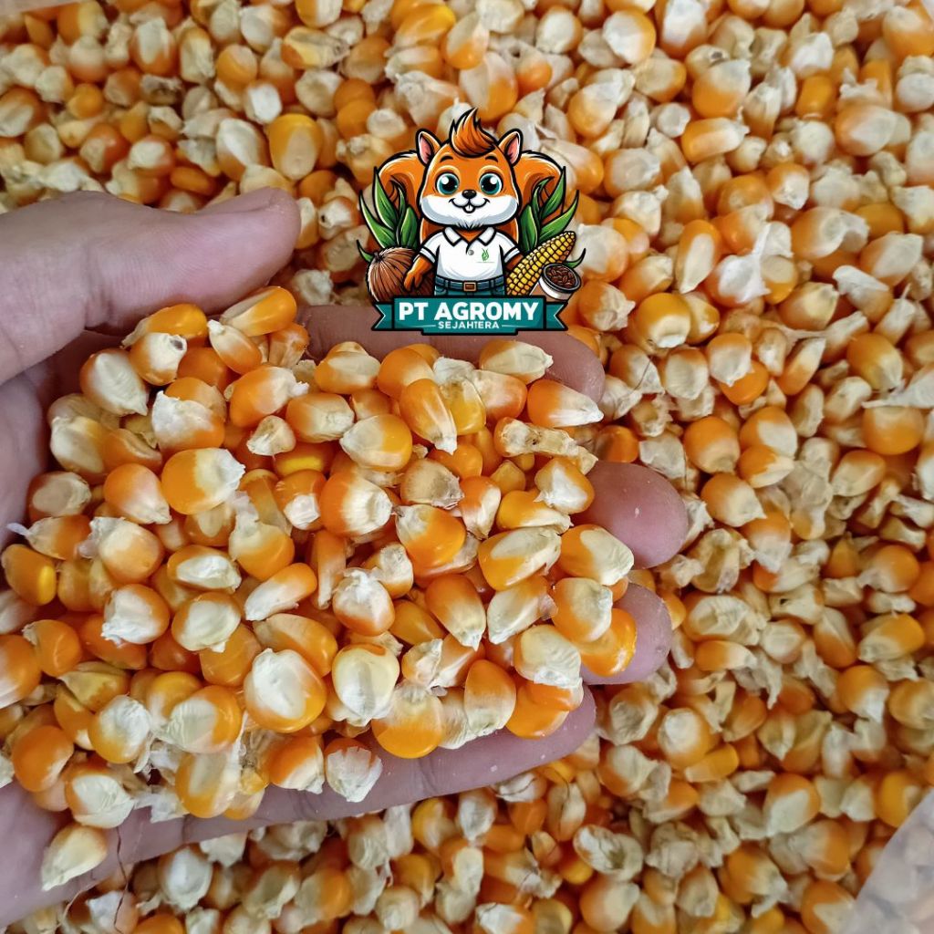 

Jagung Pipil Kering Food Grade – Bahan Baku Tepung Jagung Berkualitas