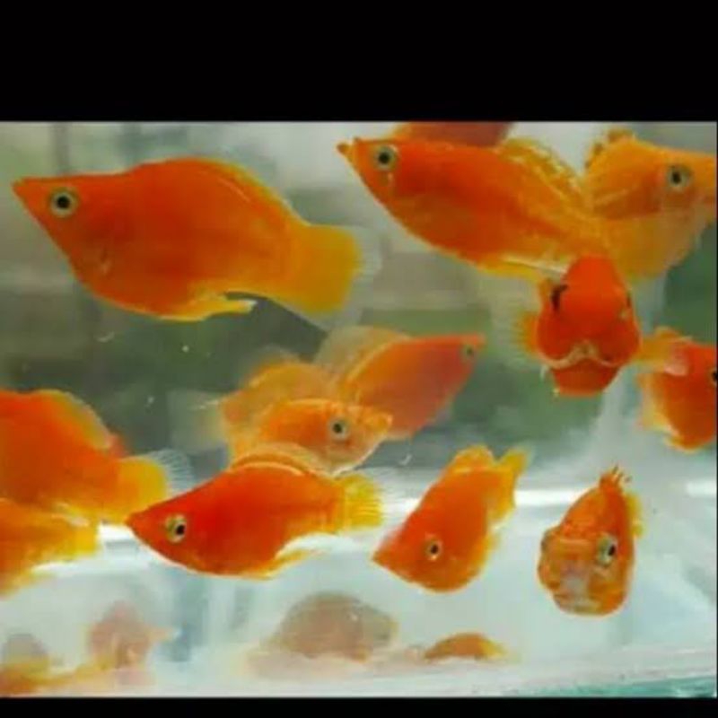 ikan MOLLY ORANGE BALON size SM  KHUSUS INSTANT