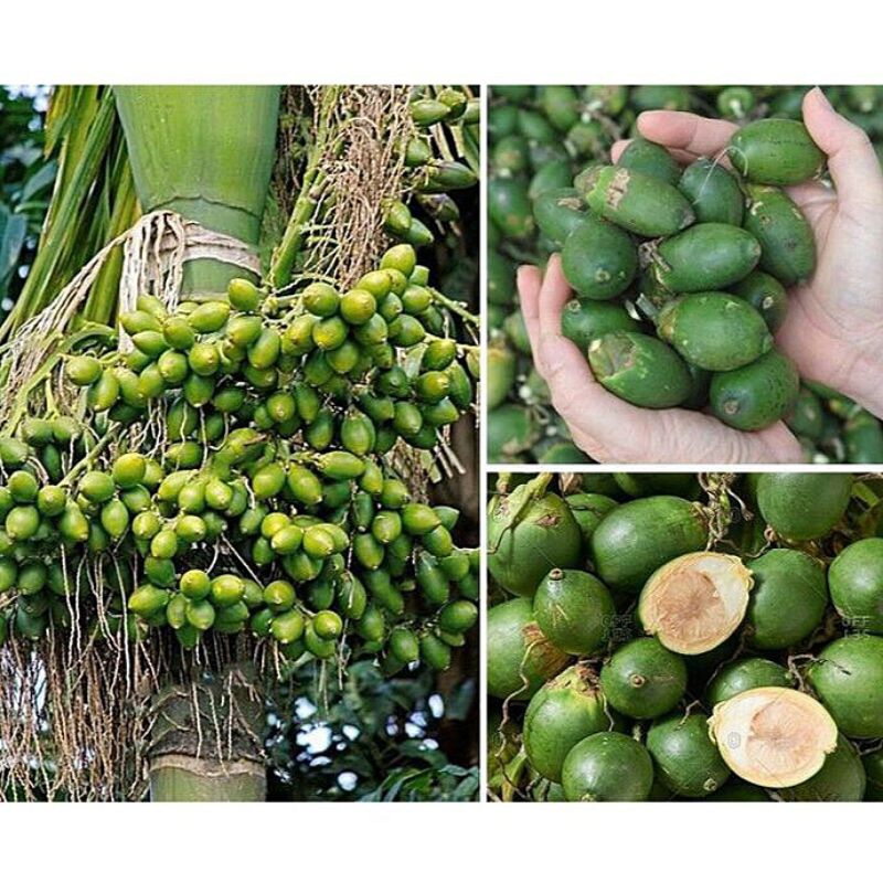 

1KG Buah Pinang Muda