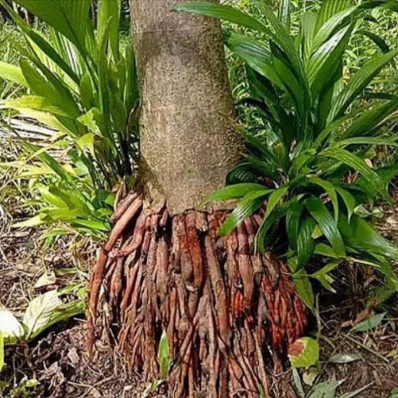 

1KG Akar Pinang Segar