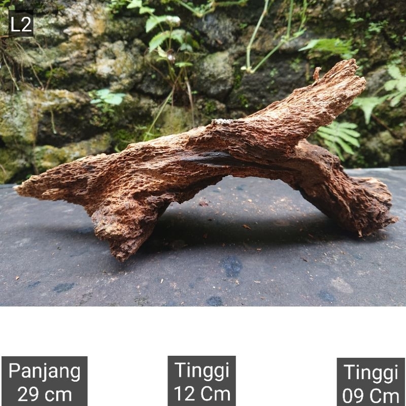 Kayu Rentek Aquascape