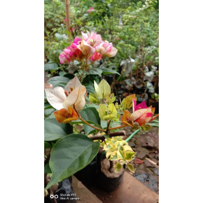 Bibit Bunga Bougenville Golden Rao Ori