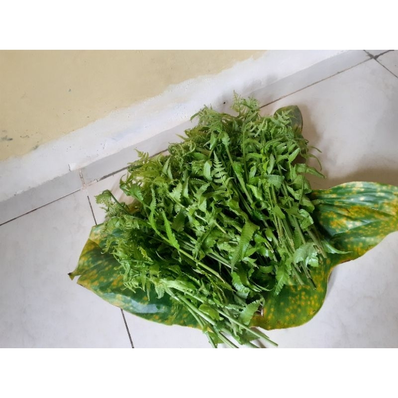 

SAYURAN PAKIS/SAYUR GUNUNG FRESH (15000)