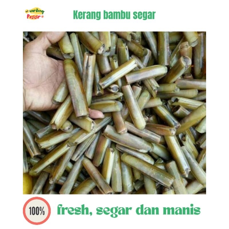 

KERANG BAMBU HIDUP FRESH – DIJUAL PER KILOGRAM