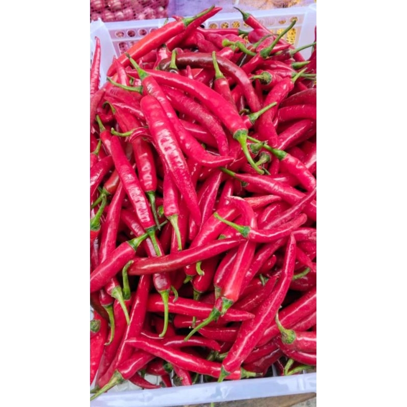 

Cabe merah besar segar