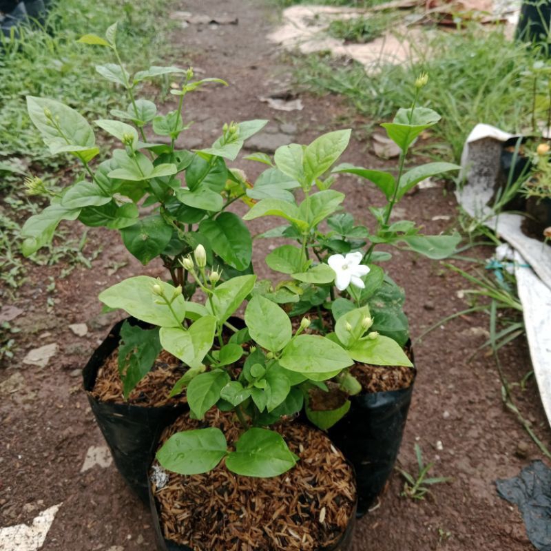 pohon bunga melati/ pohon bunga melati wangi