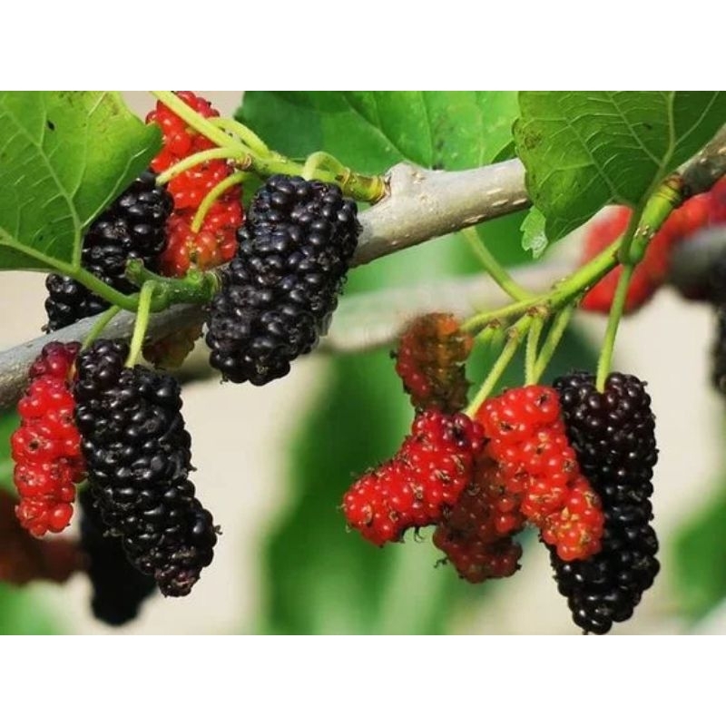 

Indukan Murbei Jumbo Cangkok Kondisi Full Buah