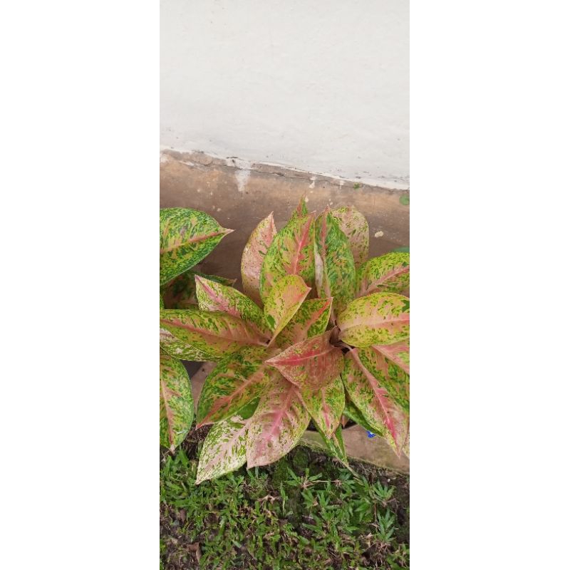 aglonema bigroy rimbun