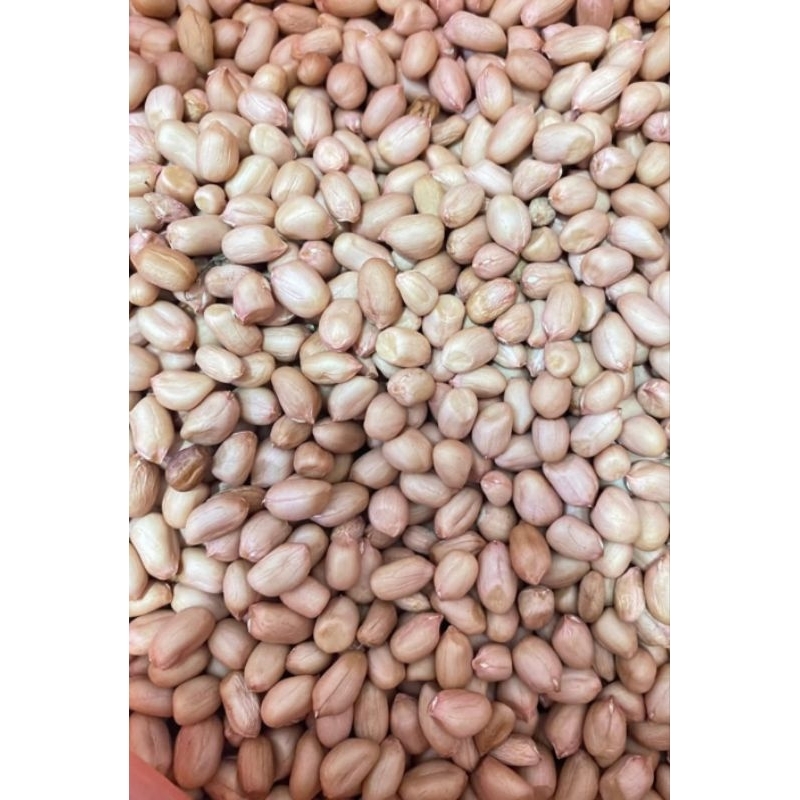 KACANG TANAH kacang tanah mentah TERMURAH