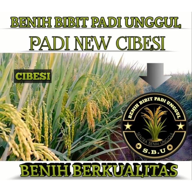 BENIH BIBIT PADI CIBESI SUPER KEMASAN 1KG