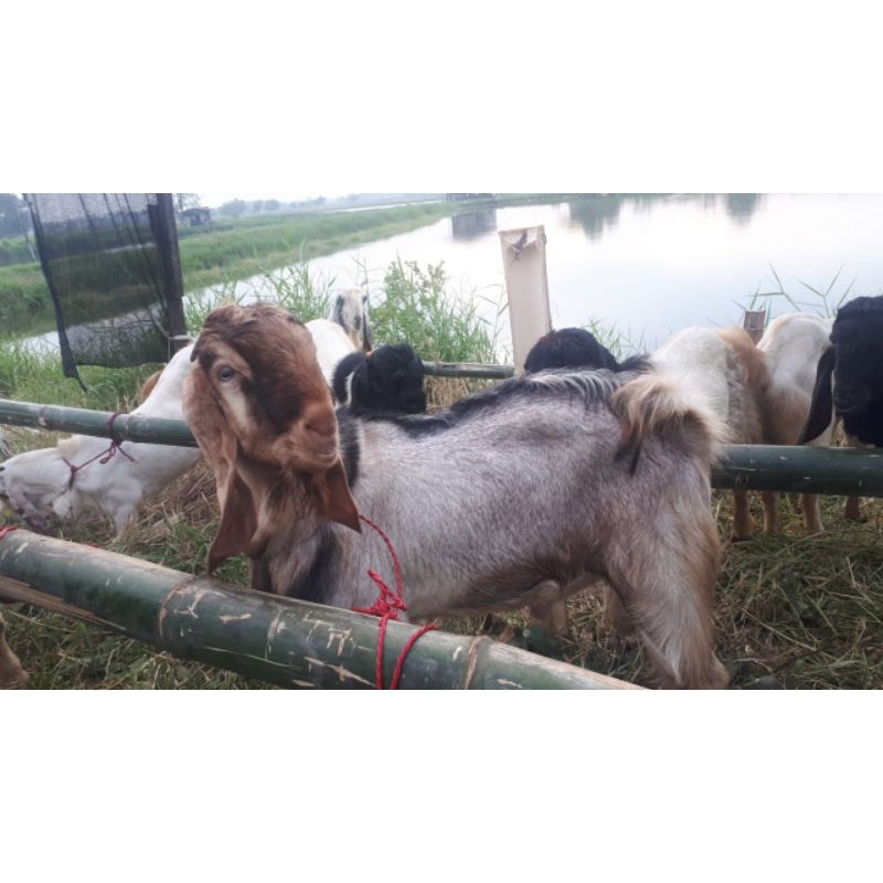 kambing qurban murha hewan qurban kambing kambing murha gratis ongkir dan bergaransi
