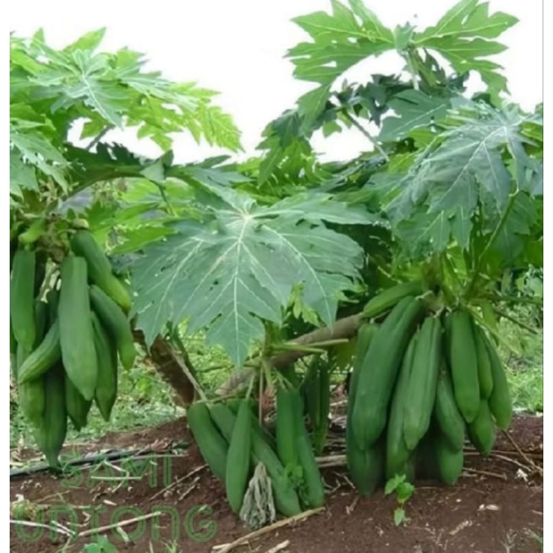 PROMO 10 biji -PEPAYA KINGLAND SUPER biji benih pepaya raksasa