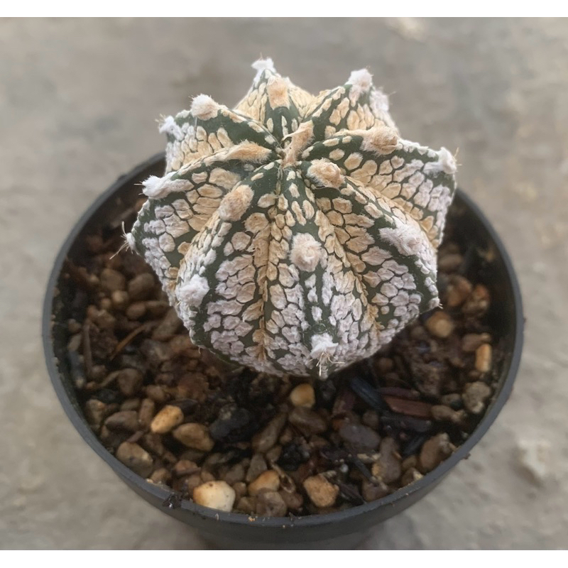 Kaktus Capricorn Hybrid RARE