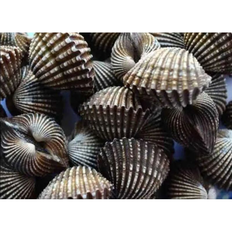 

Kerang hidup segar fresh pasar flamboyan 500gram