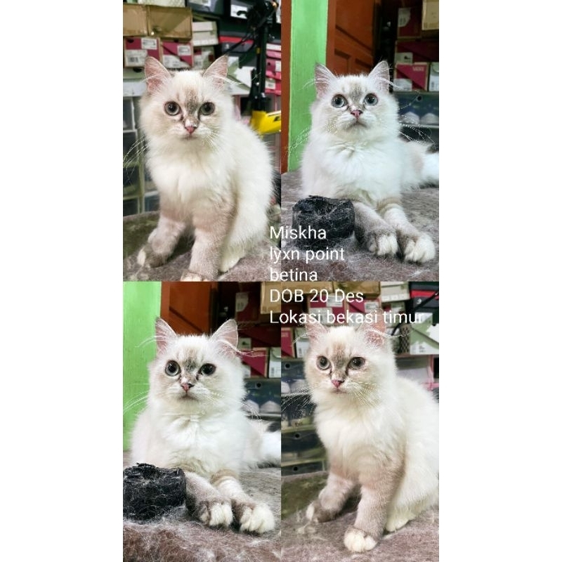 kitten ragdoll nonped
