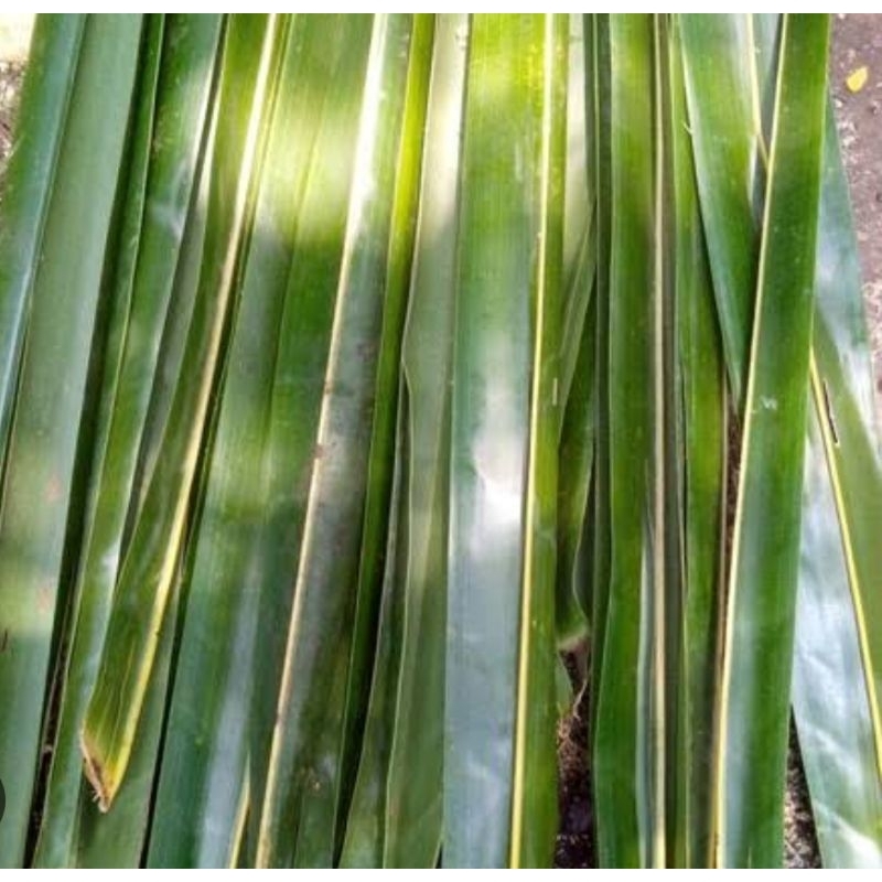 

Daun kelapa tua segar petik langsung 50 batang