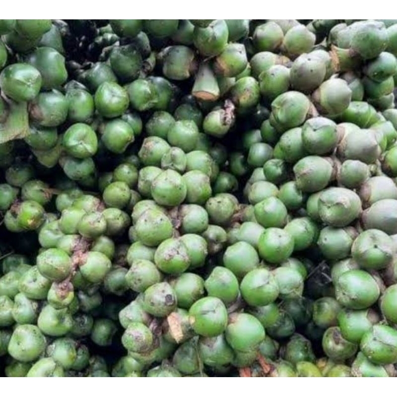 

Buah aren buah kolang Kaling belum kupas 1 kg utuh