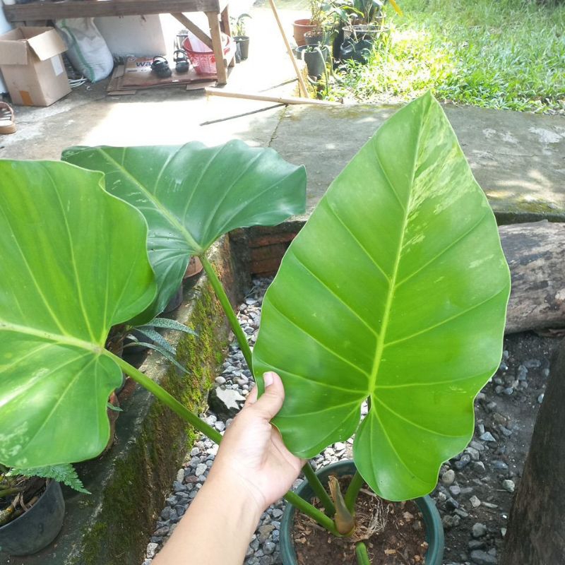 philo marble variegata jumbo