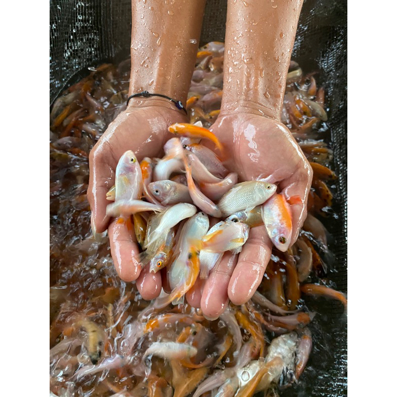 

benih ikan nila / mujaer